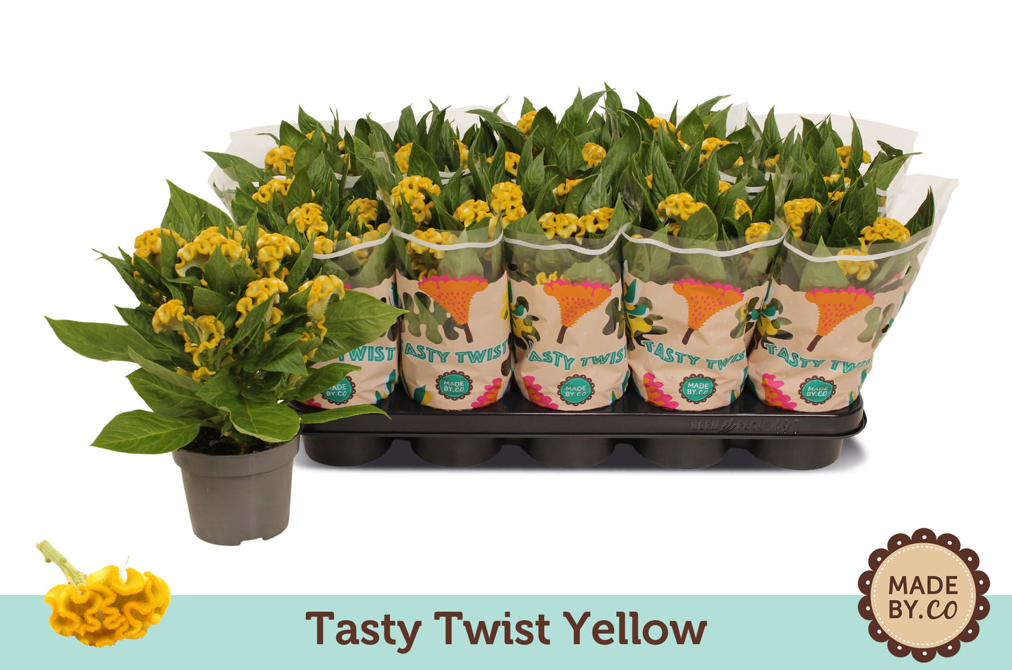 Celosia Twisted Yellow 30cm 12cm Pot