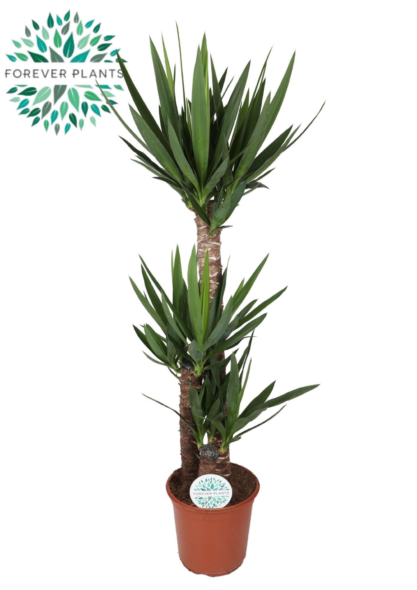 Yucca 90-45-20 130cm 24cm Pot