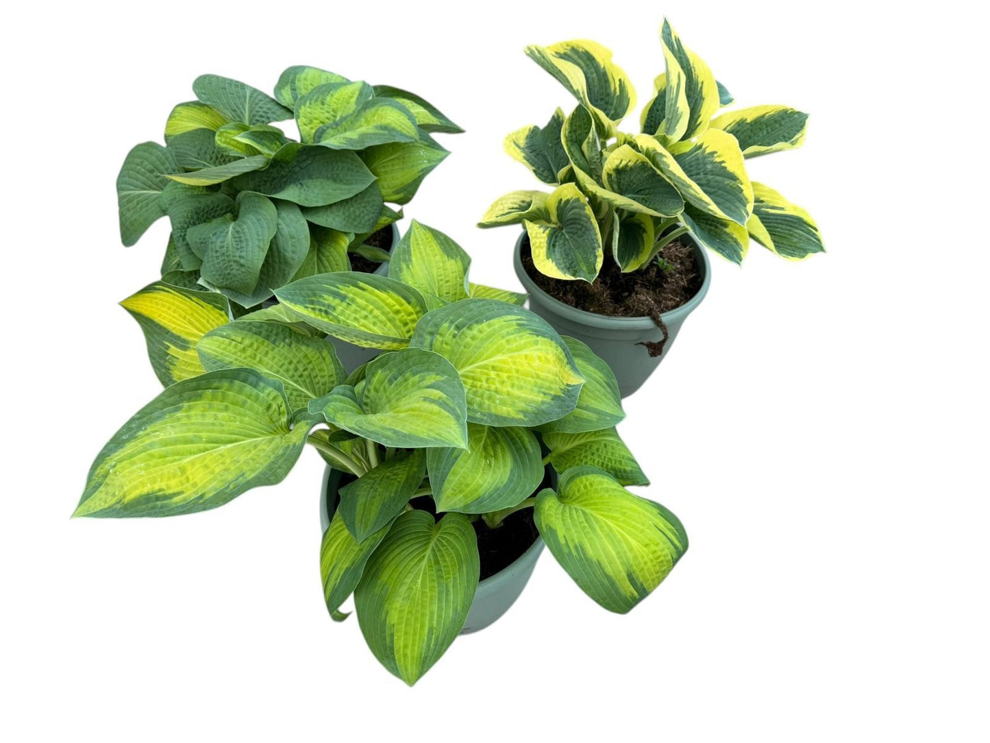 Hosta mix 35cm 32cm Pot