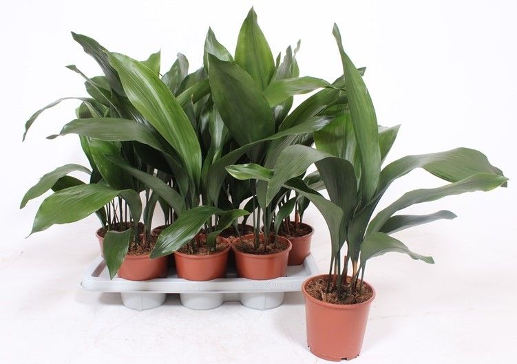 Aspidistra elatior 60cm 14cm Pot