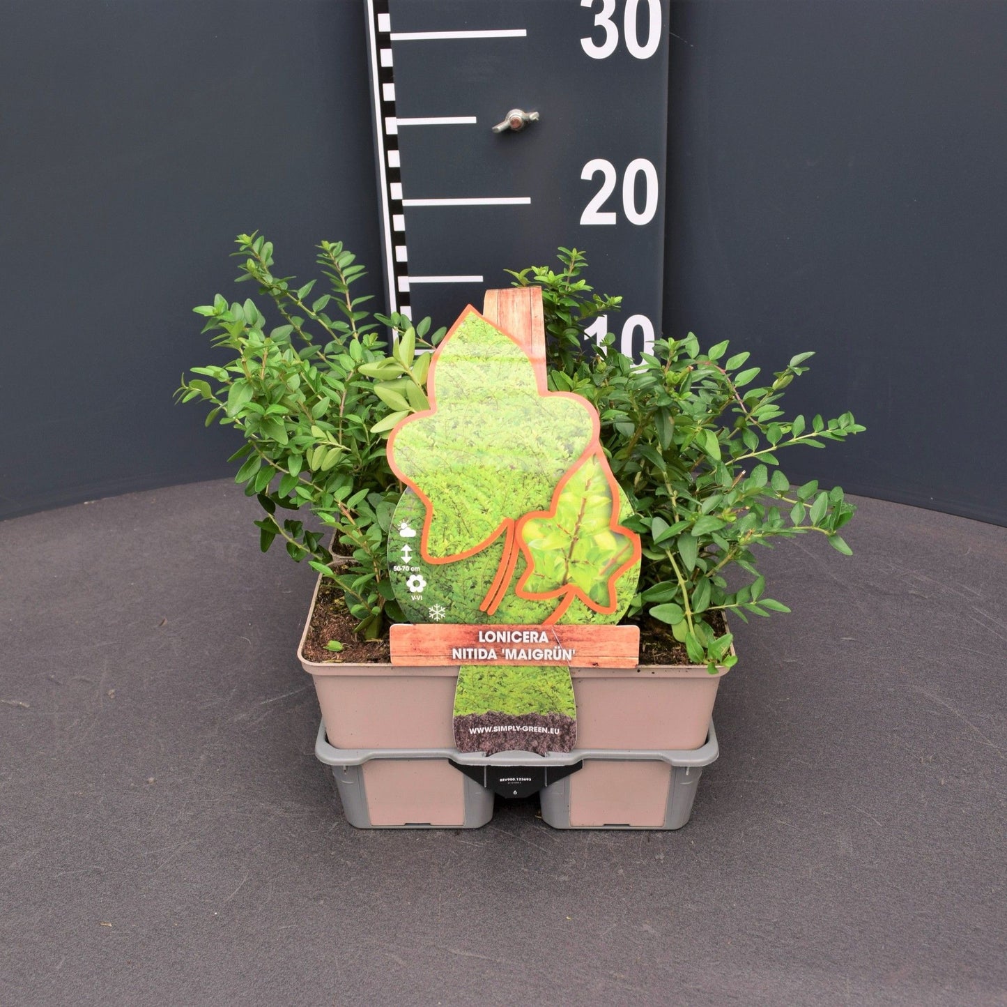 Lonicera nit. Maigruen 5cm 9cm Pot
