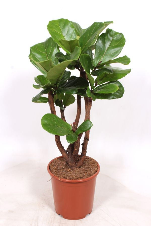Ficus lyrata branched 100cm 27cm Pot