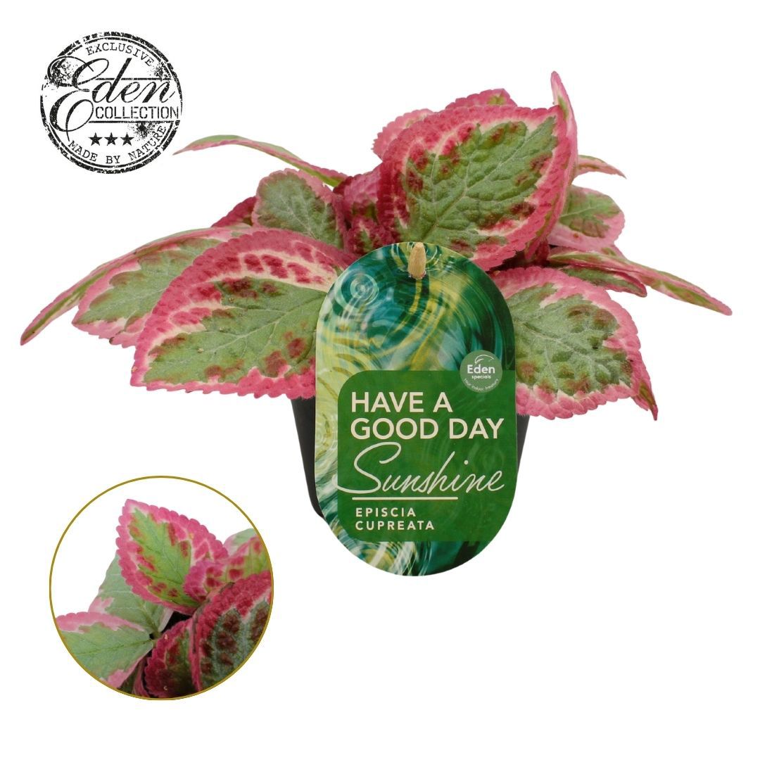 Episcia cup. Pink Brocade 20cm 12cm Pot
