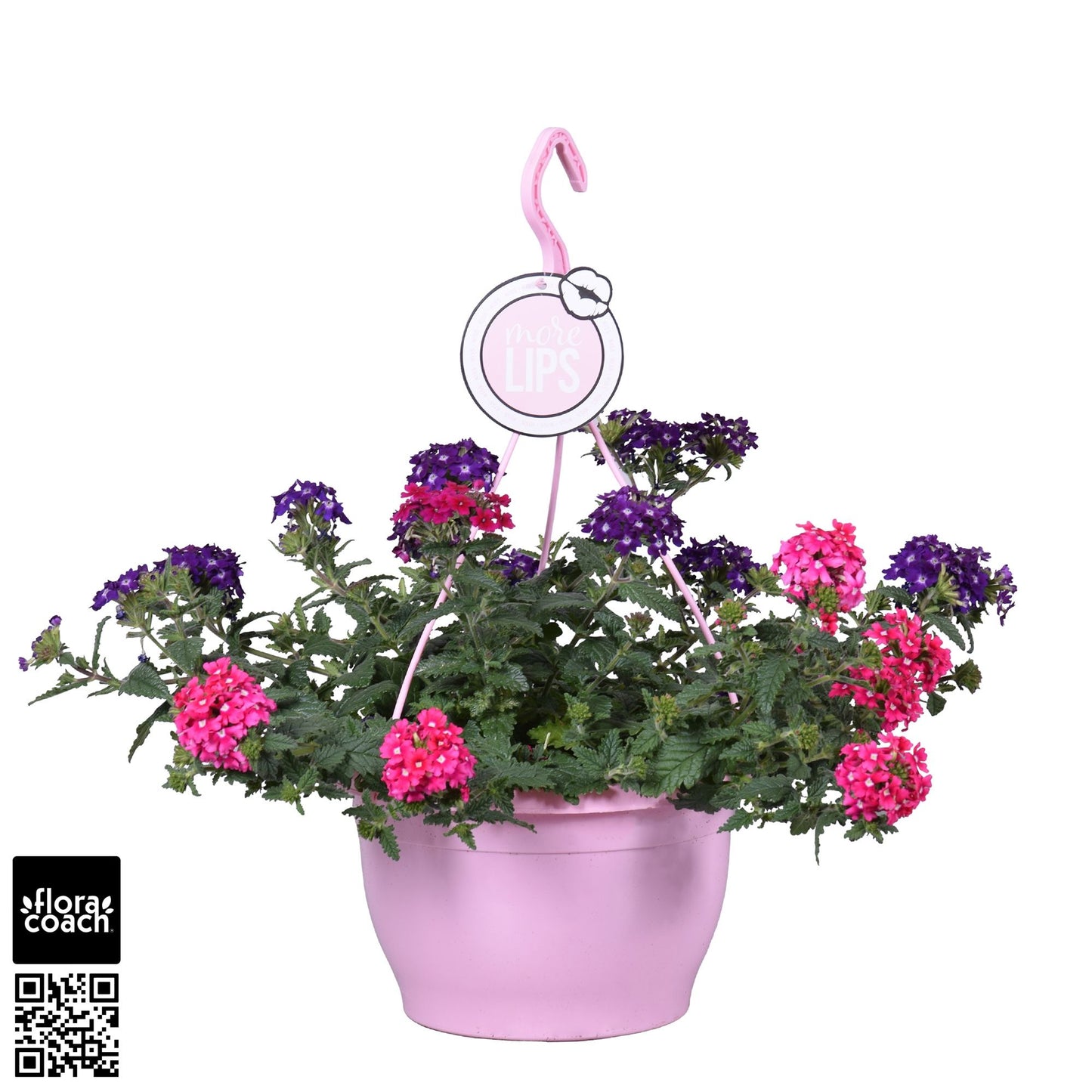 Verbena Trixi Wild Berries 50cm 25cm Pot