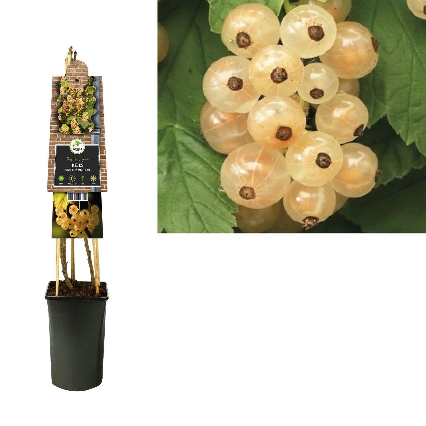 Ribes Witte Parel (White currant) 75cm 17cm Pot