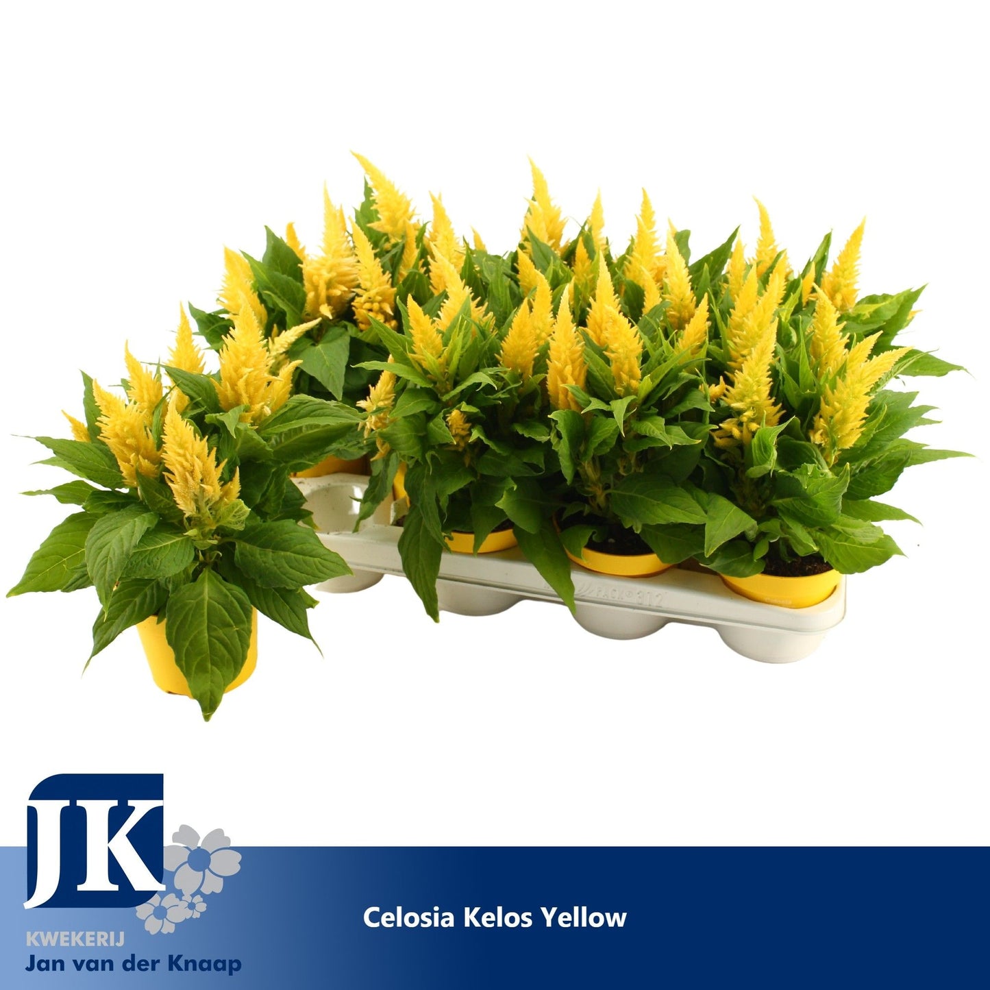 Celosia Kelos Fire Yellow 30cm 12cm Pot
