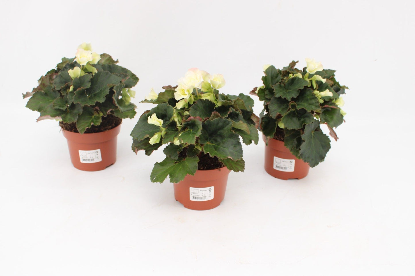 Begonia Glory White outdoor 25cm 13cm Pot