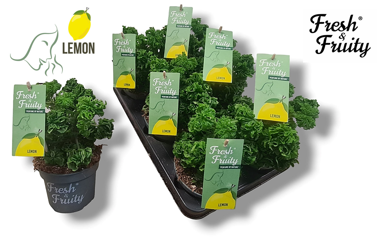 Pelargonium graveolens Lemon Tree 25cm 12cm Pot