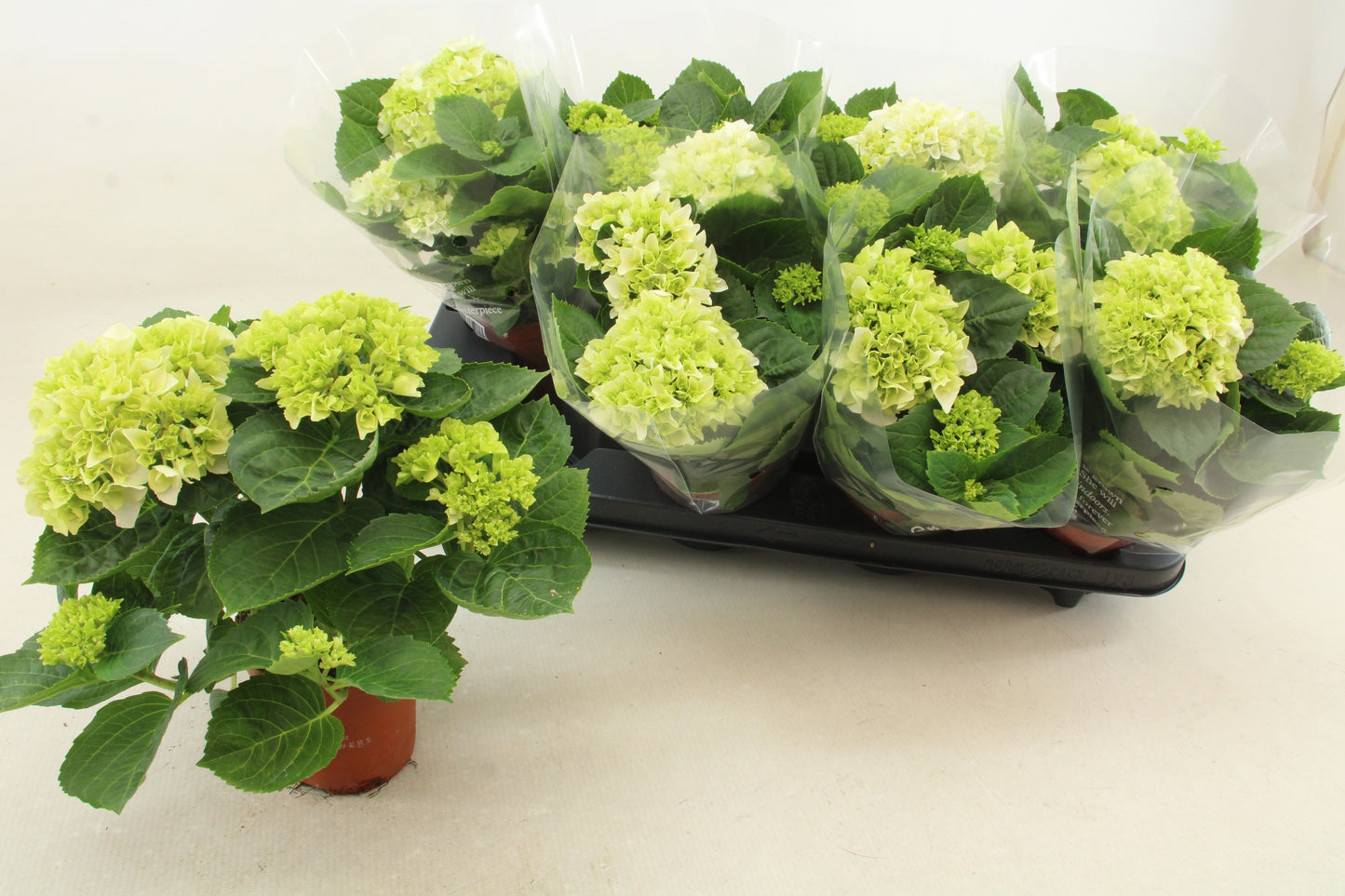 Hydrangea macr. Hi White Sun 25cm 10cm Pot