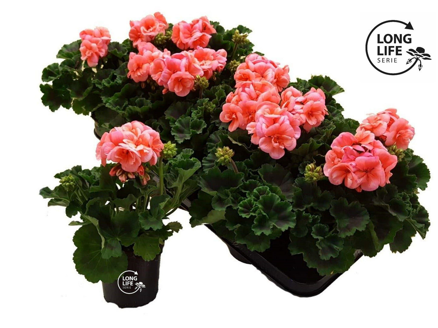 Pelargonium zon. salmon 22cm 510cm Pot
