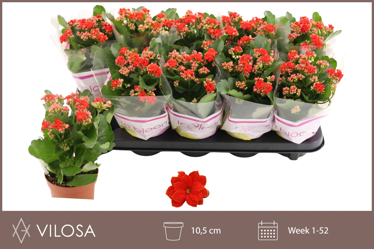 Kalanchoe Rosalina Amador Red 23cm 10.5cm Pot