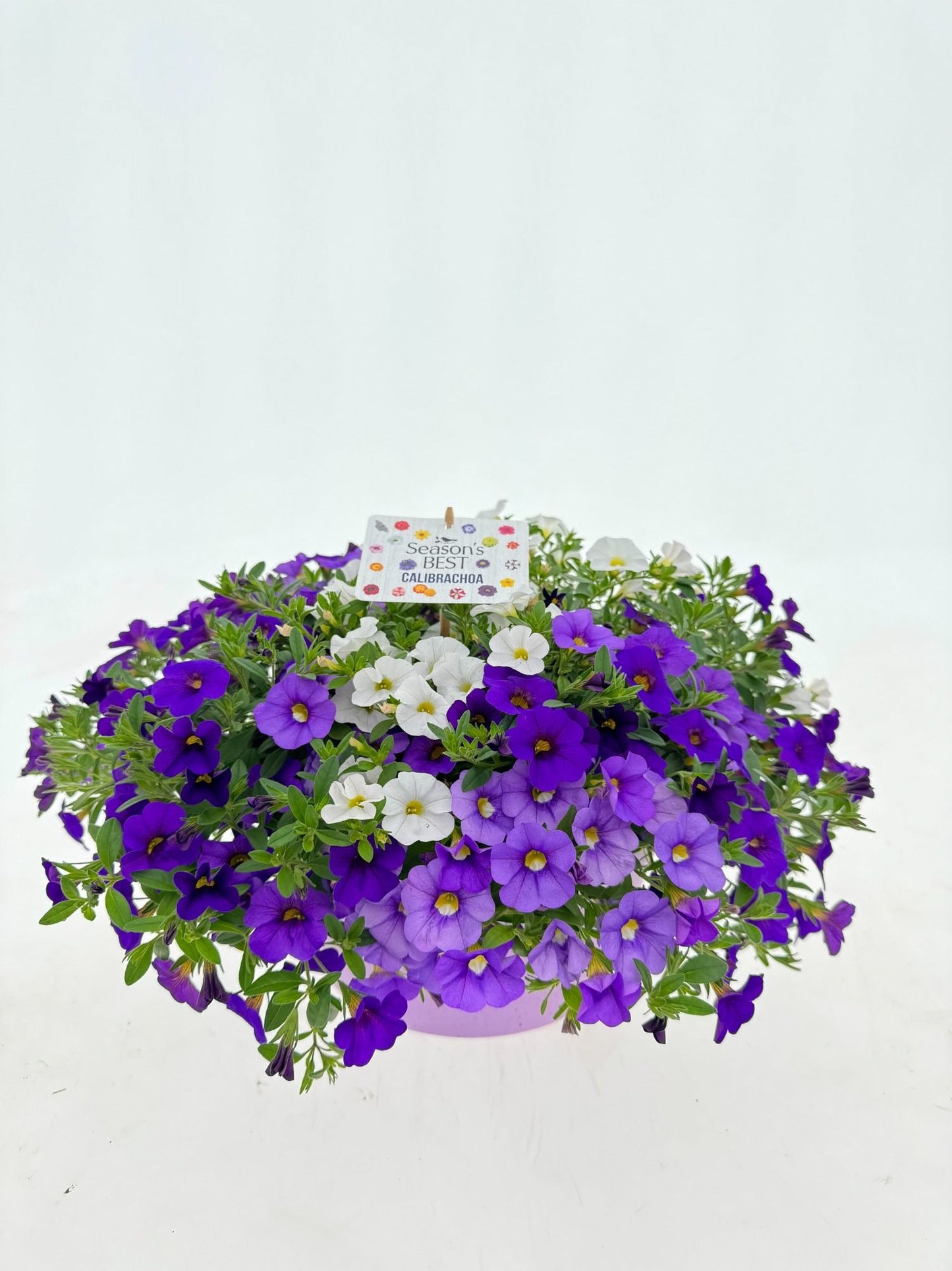 Calibrachoa mix 35cm 27cm Pot