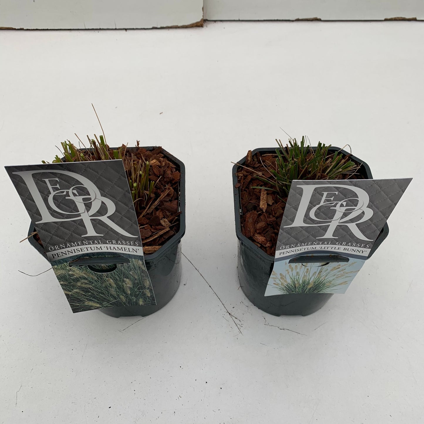 Pennisetum mix 20cm 17cm Pot