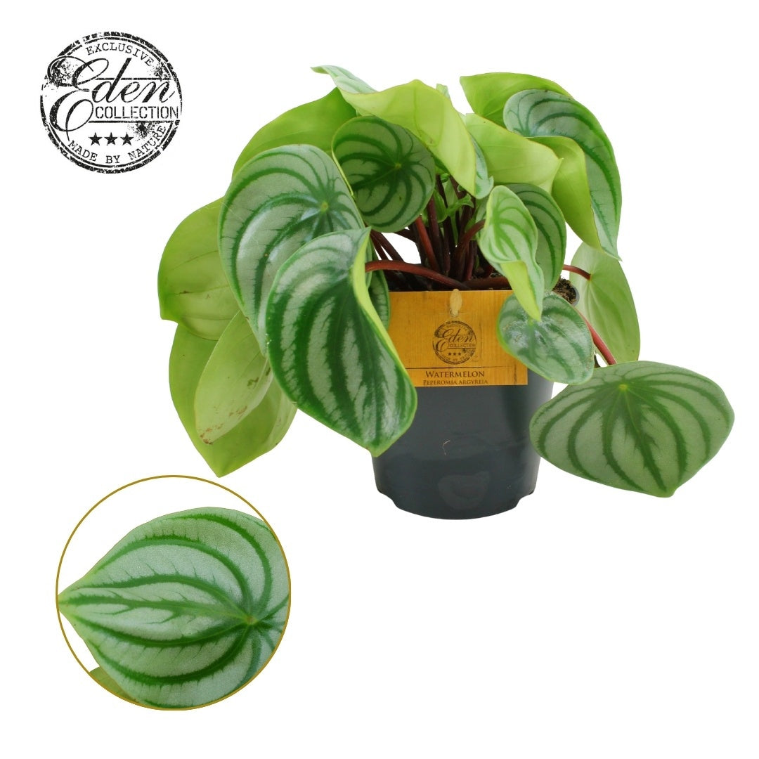 Peperomia Argyreia Watermelon 20cm 12cm Pot