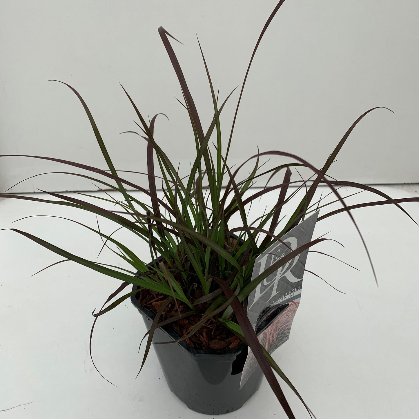 Pennisetum Rubrum 40cm 17cm Pot