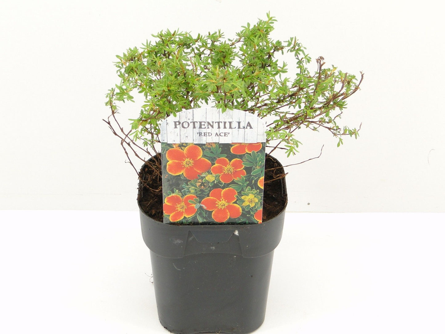 Potentilla frut. Red Ace 25cm 17cm Pot