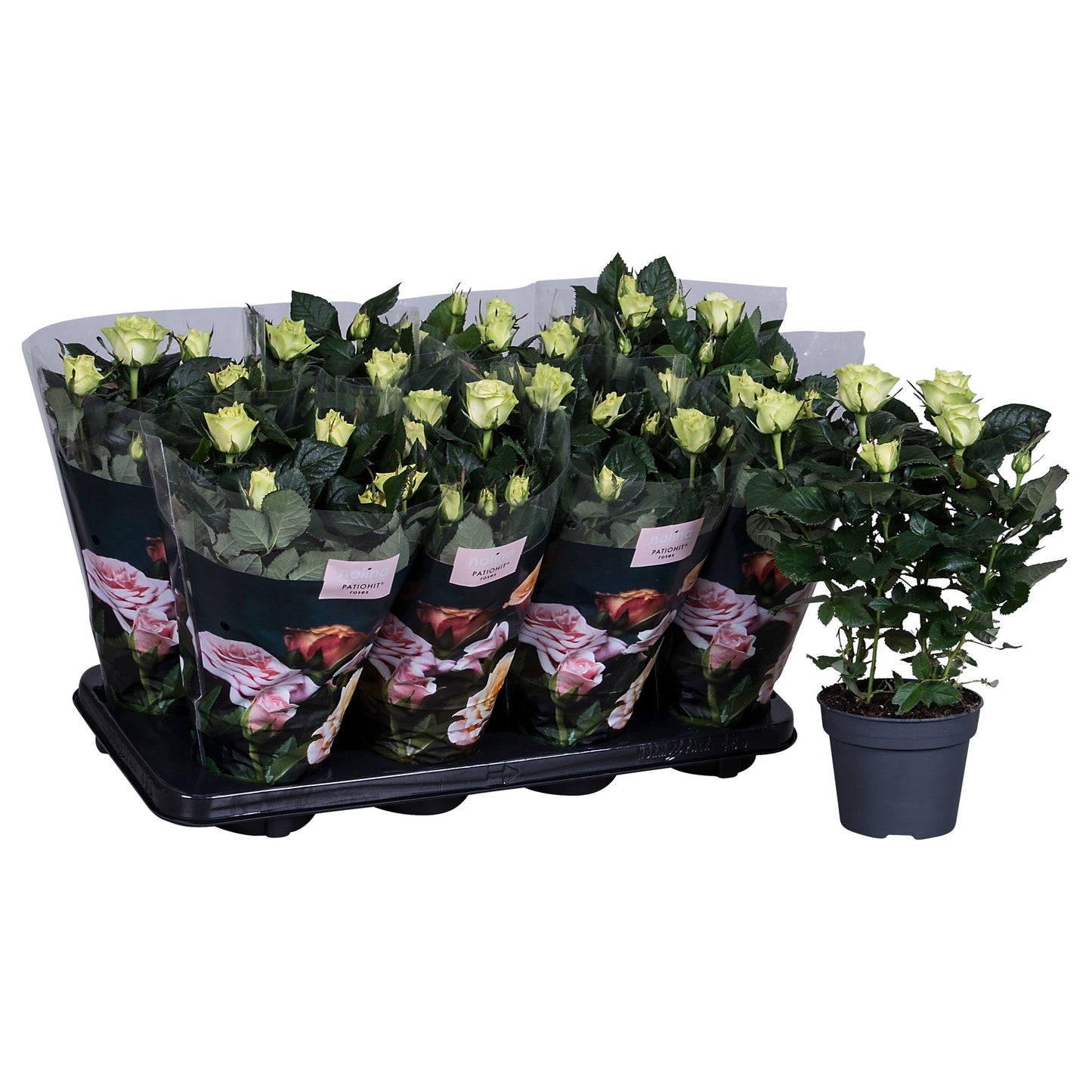 Rose Patiohit white 36cm 13cm Pot