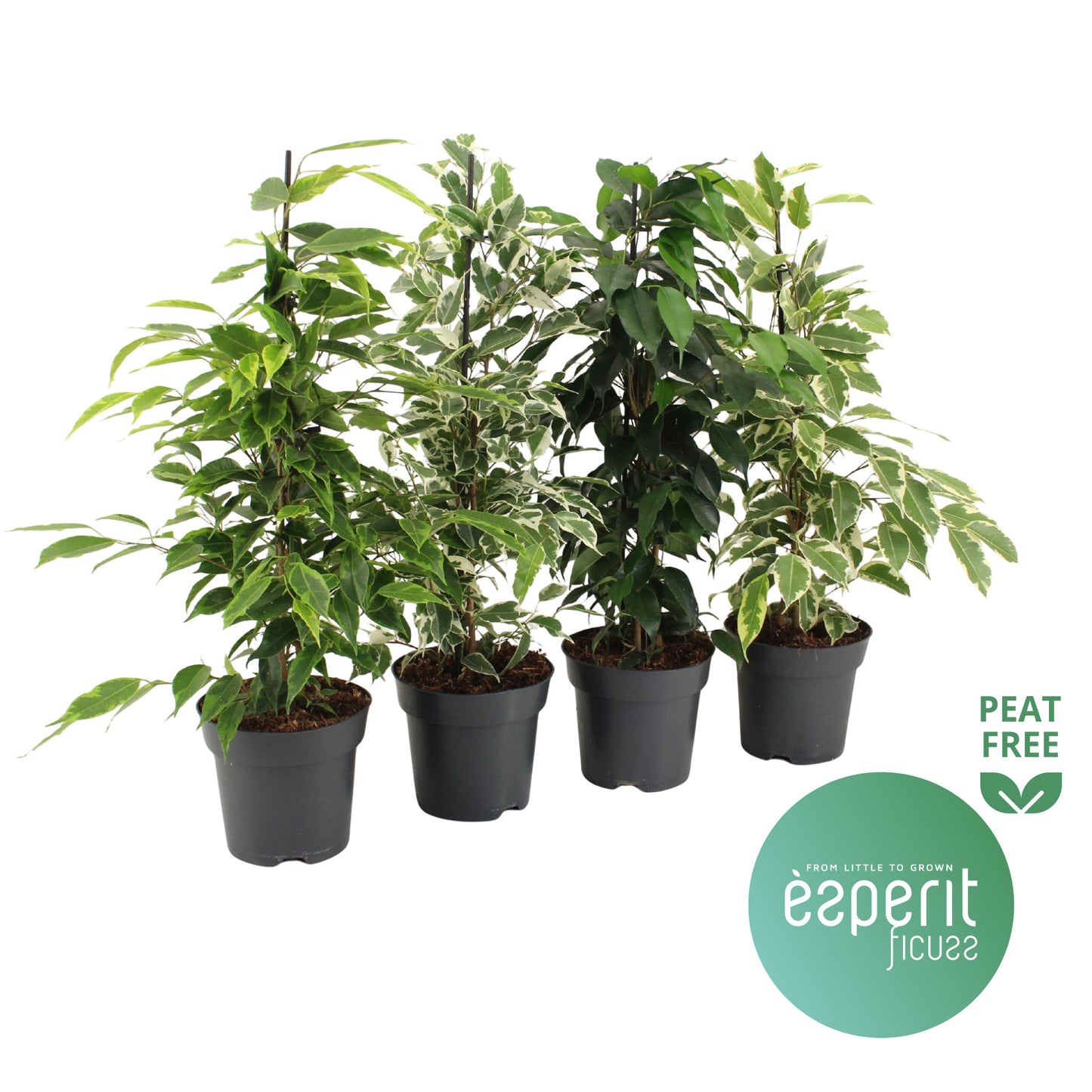 Ficus benjamina mix 55cm 14cm Pot