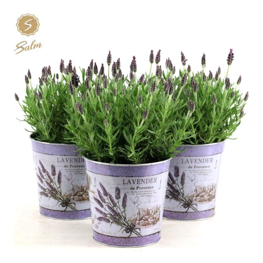 Lavan. Anouk (+drp.Zinc Lavender) 37cm 17cm Pot