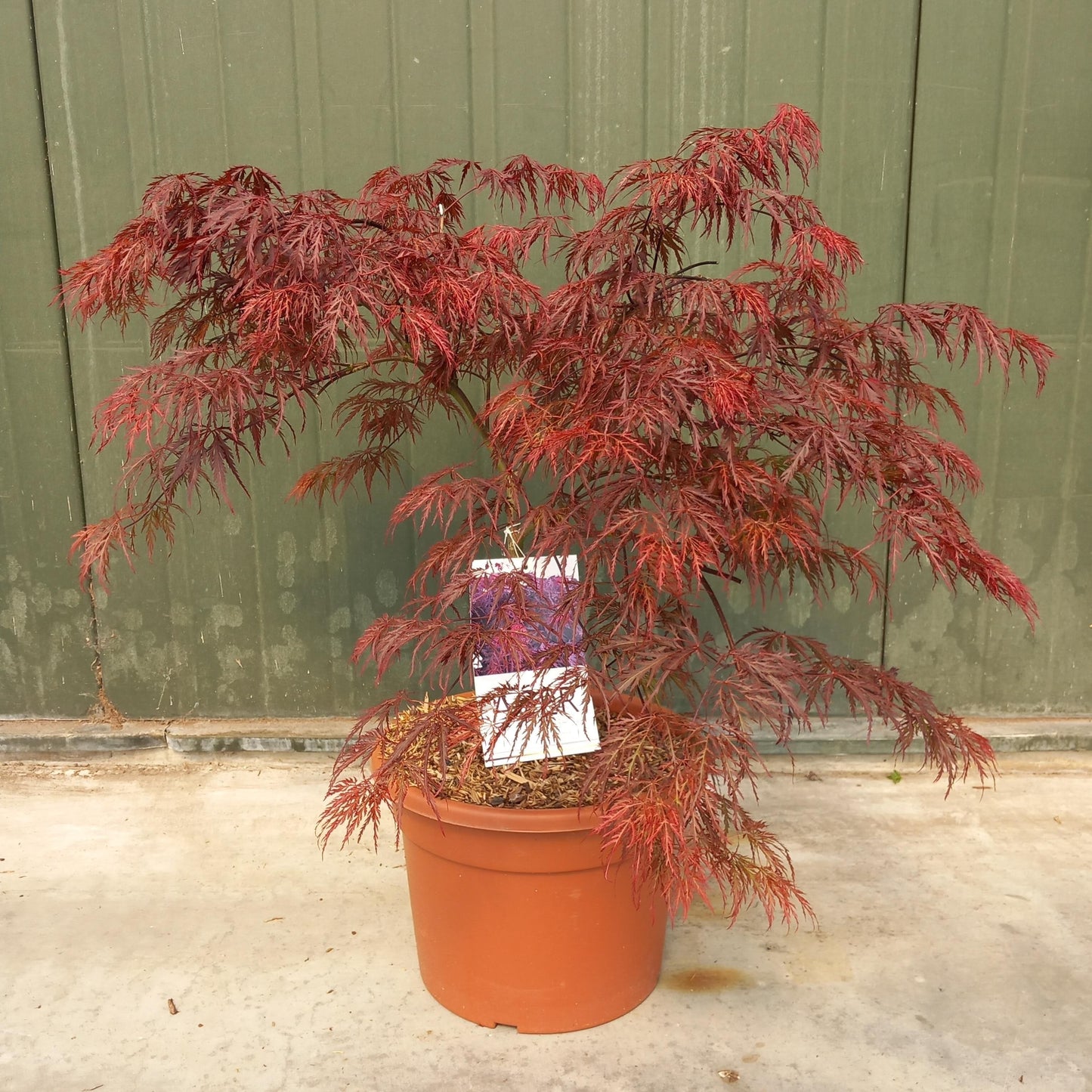 Acer palm. Inaba-shidare 100cm 32cm Pot