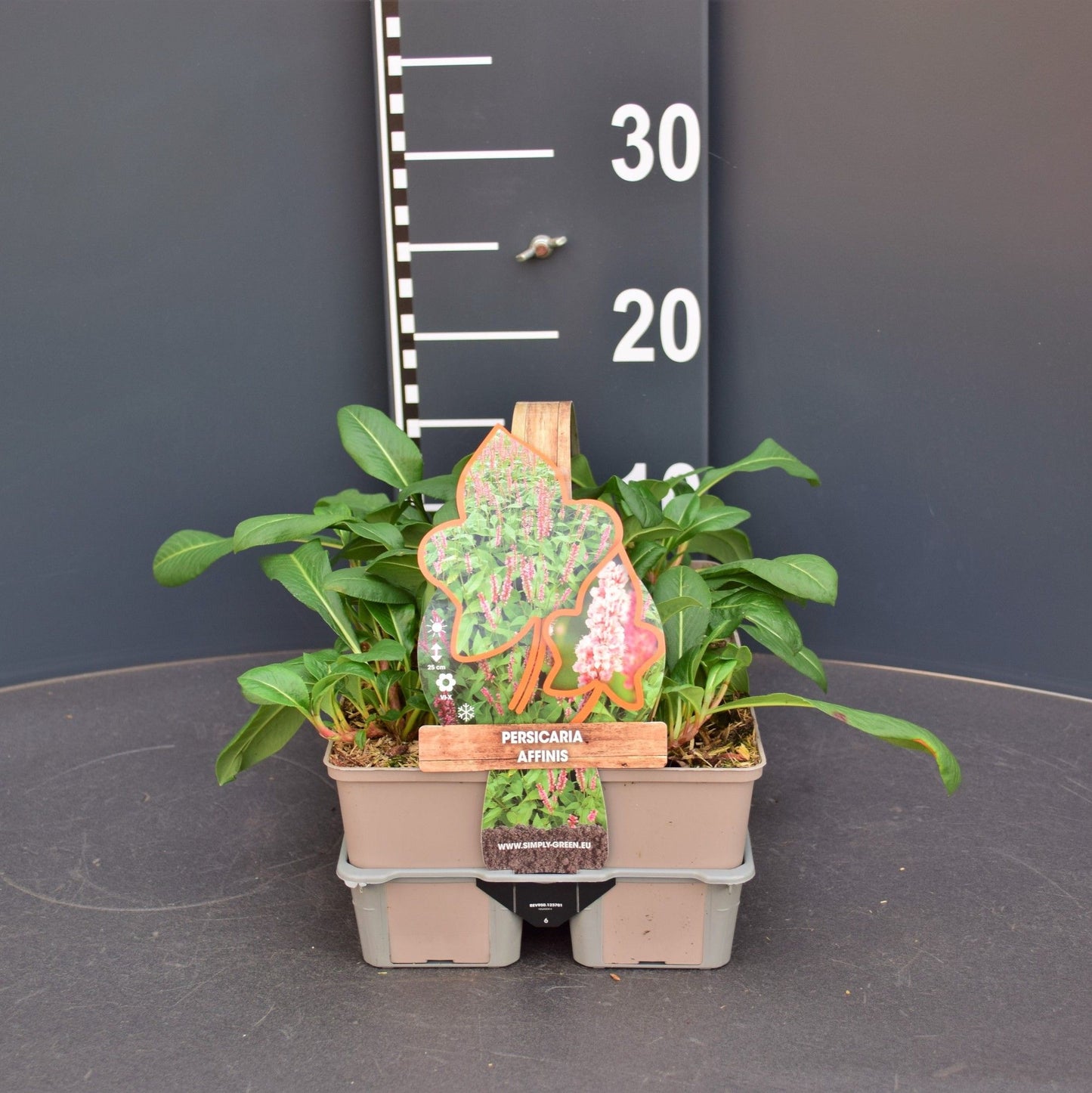Persicaria affinis 5cm 9cm Pot