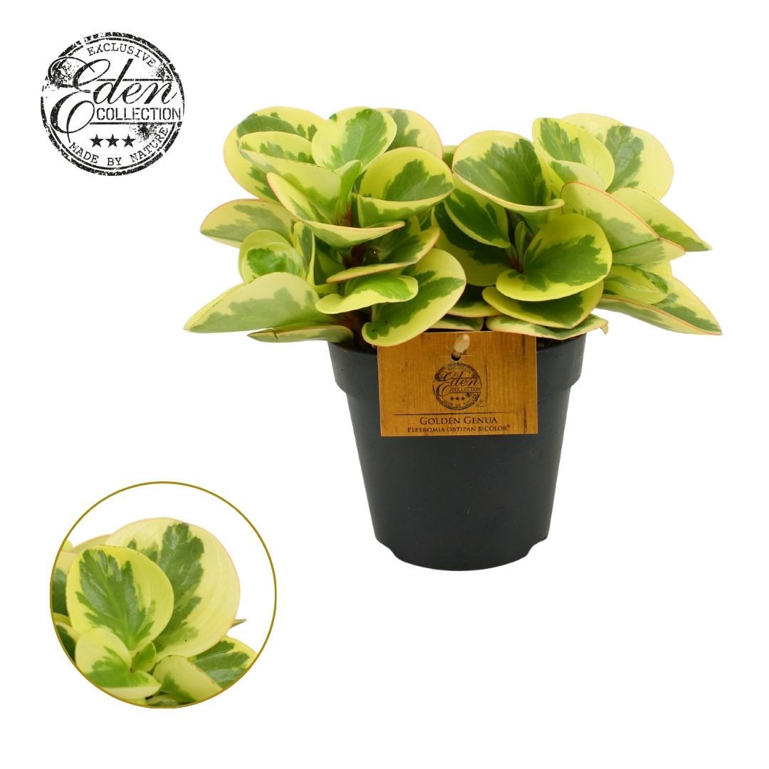 Peperomia Obtipan Bicolor 20cm 12cm Pot