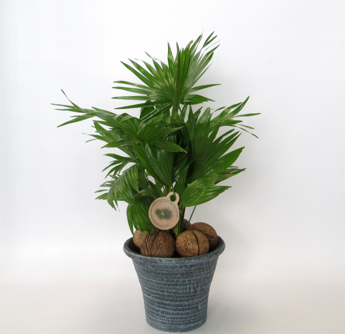 Livistona rotundifolia 60cm 23cm Pot