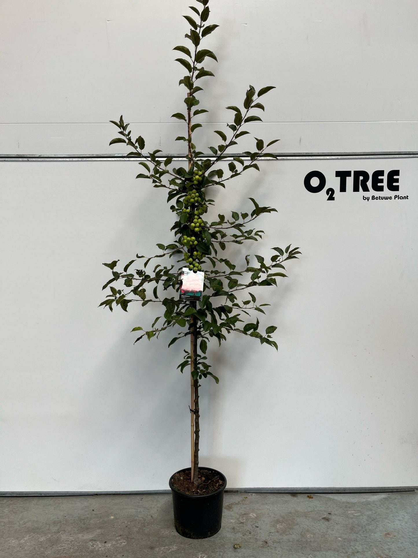 Malus domestica (Apple) espalier 200cm 29cm Pot