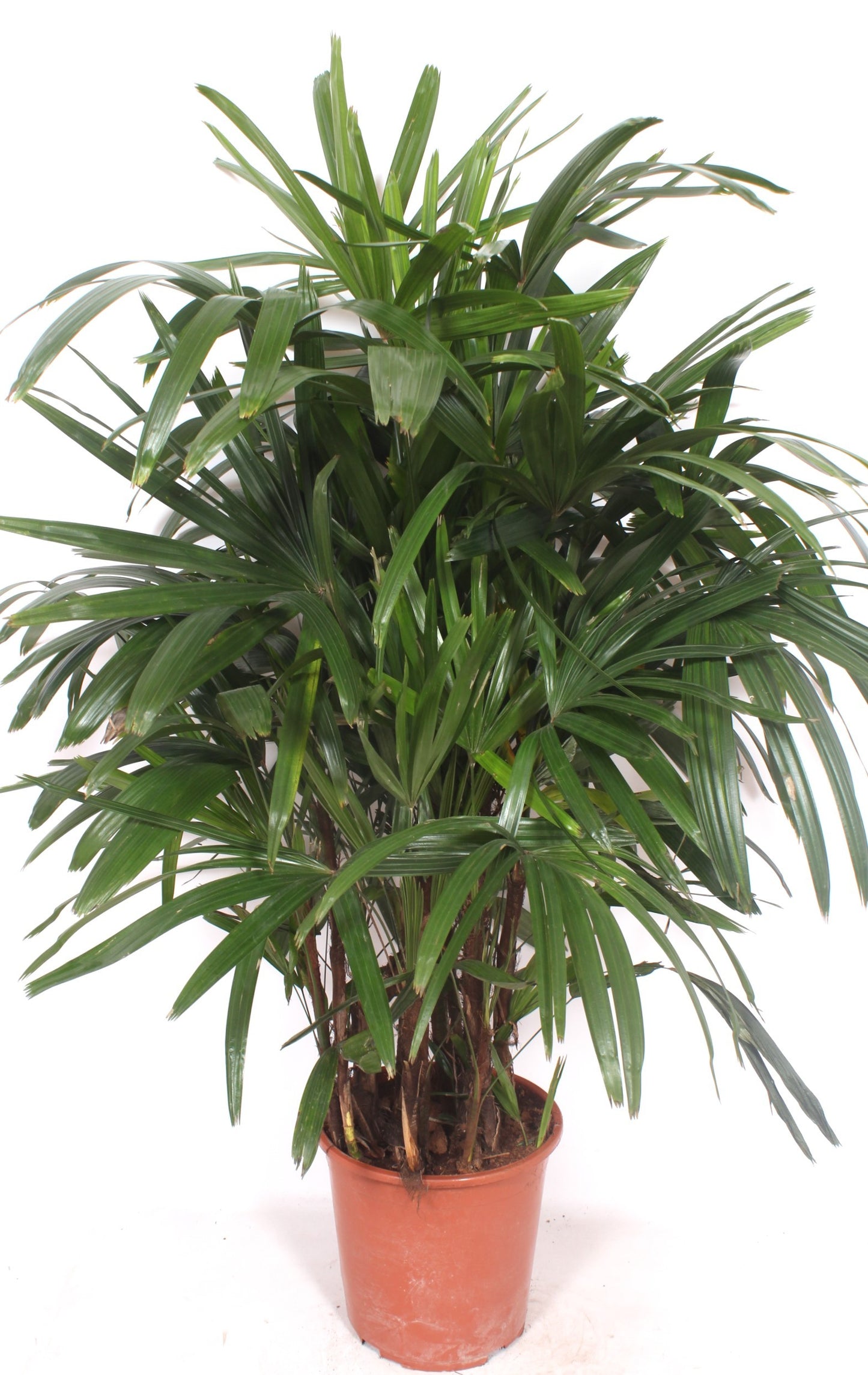 Rhapis excelsa 140cm 27cm Pot