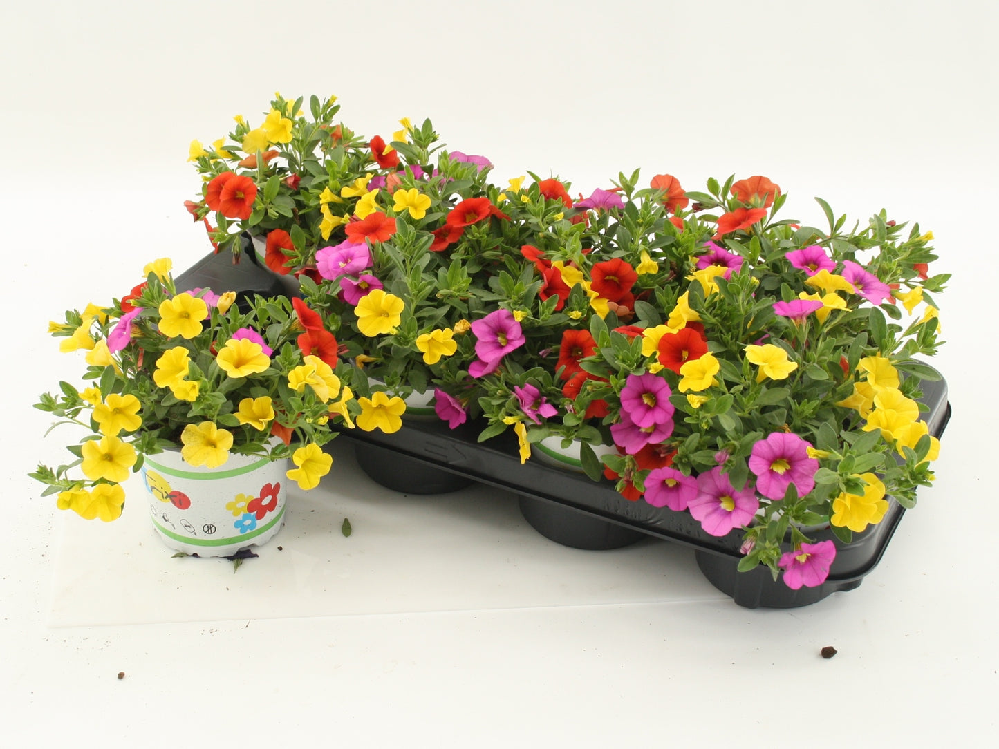 Calibrachoa Mixmasters Candyhouse 20cm 12cm Pot
