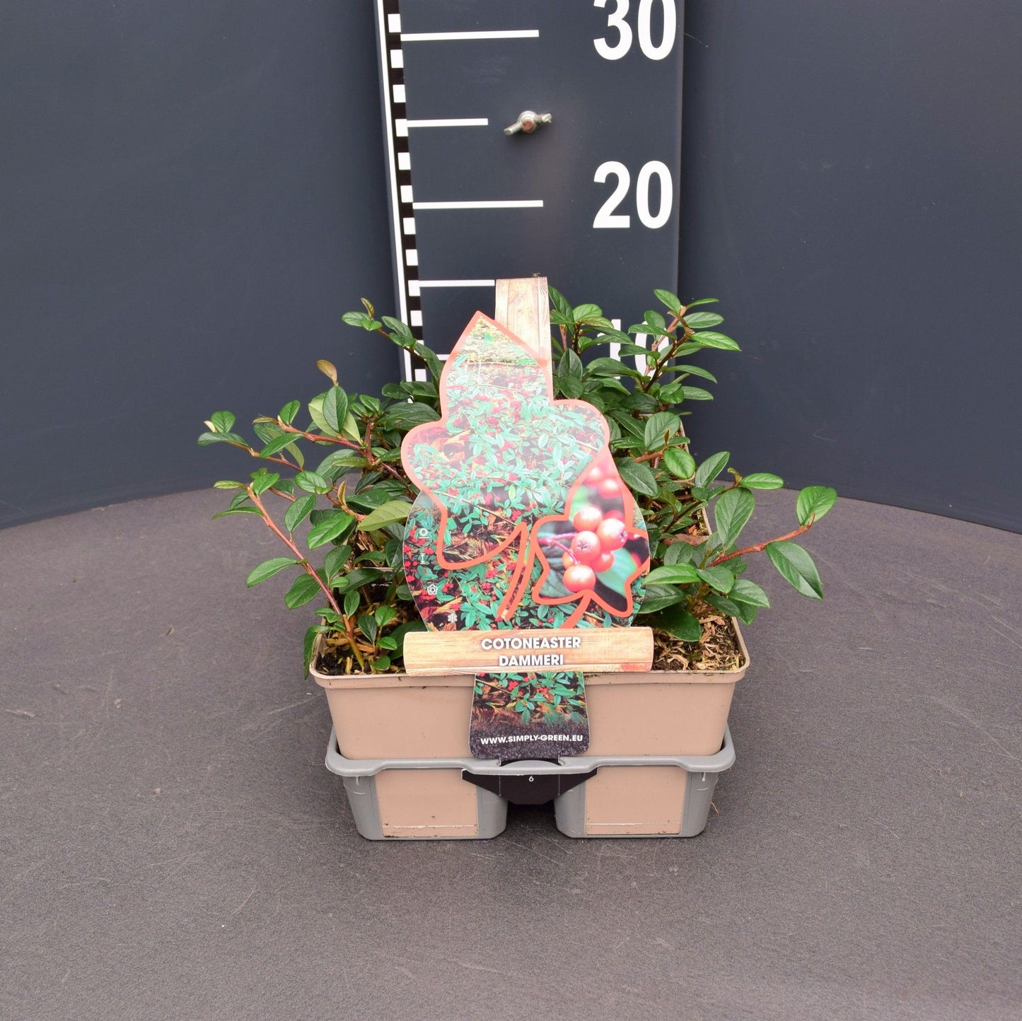 Cotoneaster dammeri 6-pack 5cm 9cm Pot