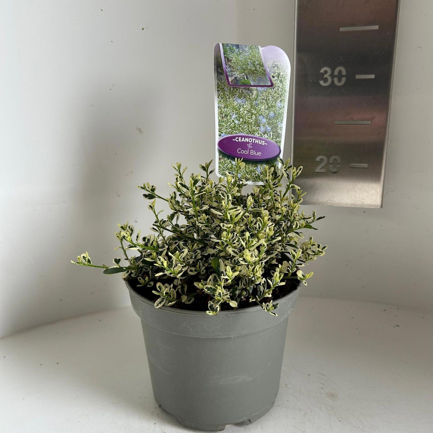 Ceanothus imp. Cool Blue 20cm 17cm Pot