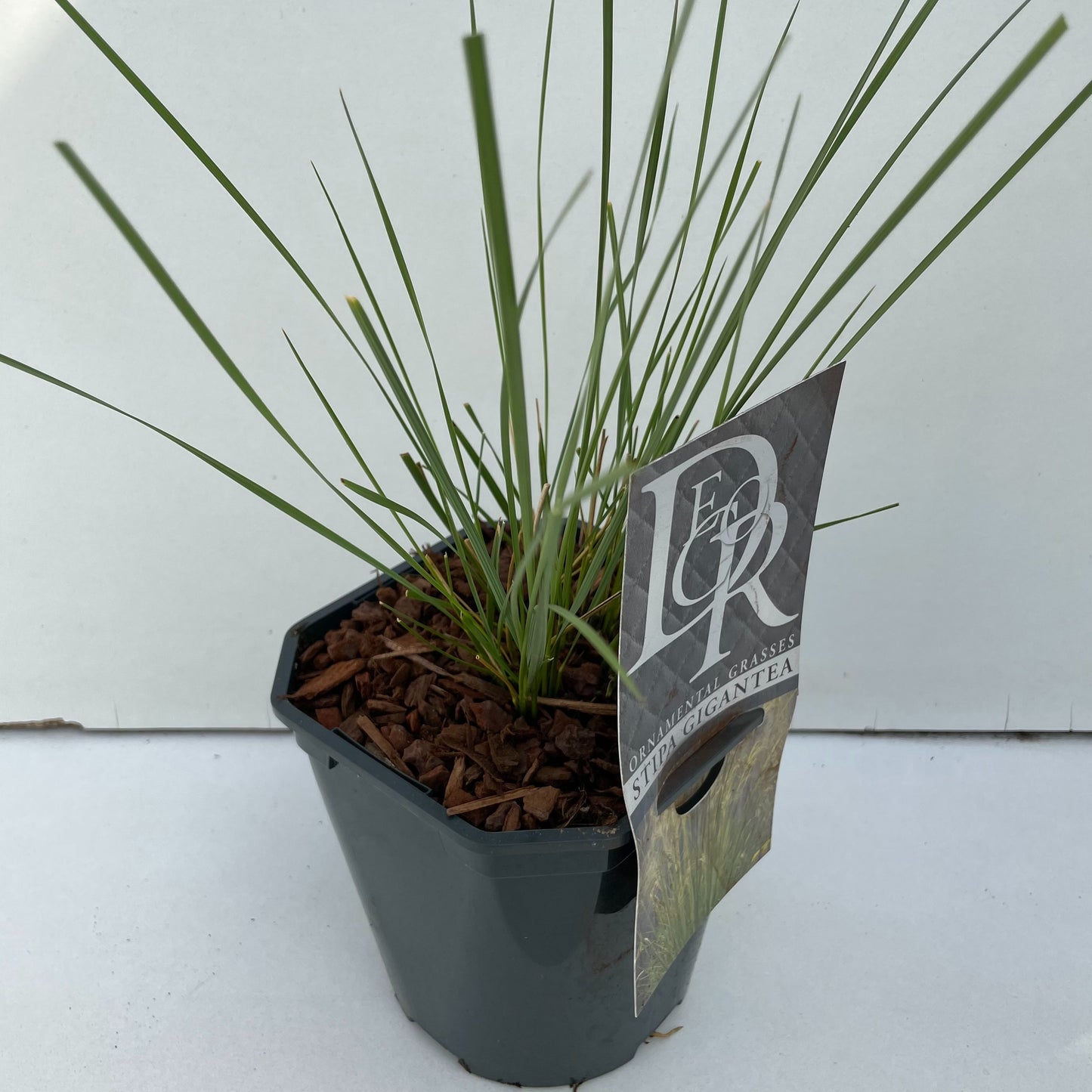 Stipa gigantea 40cm 17cm Pot