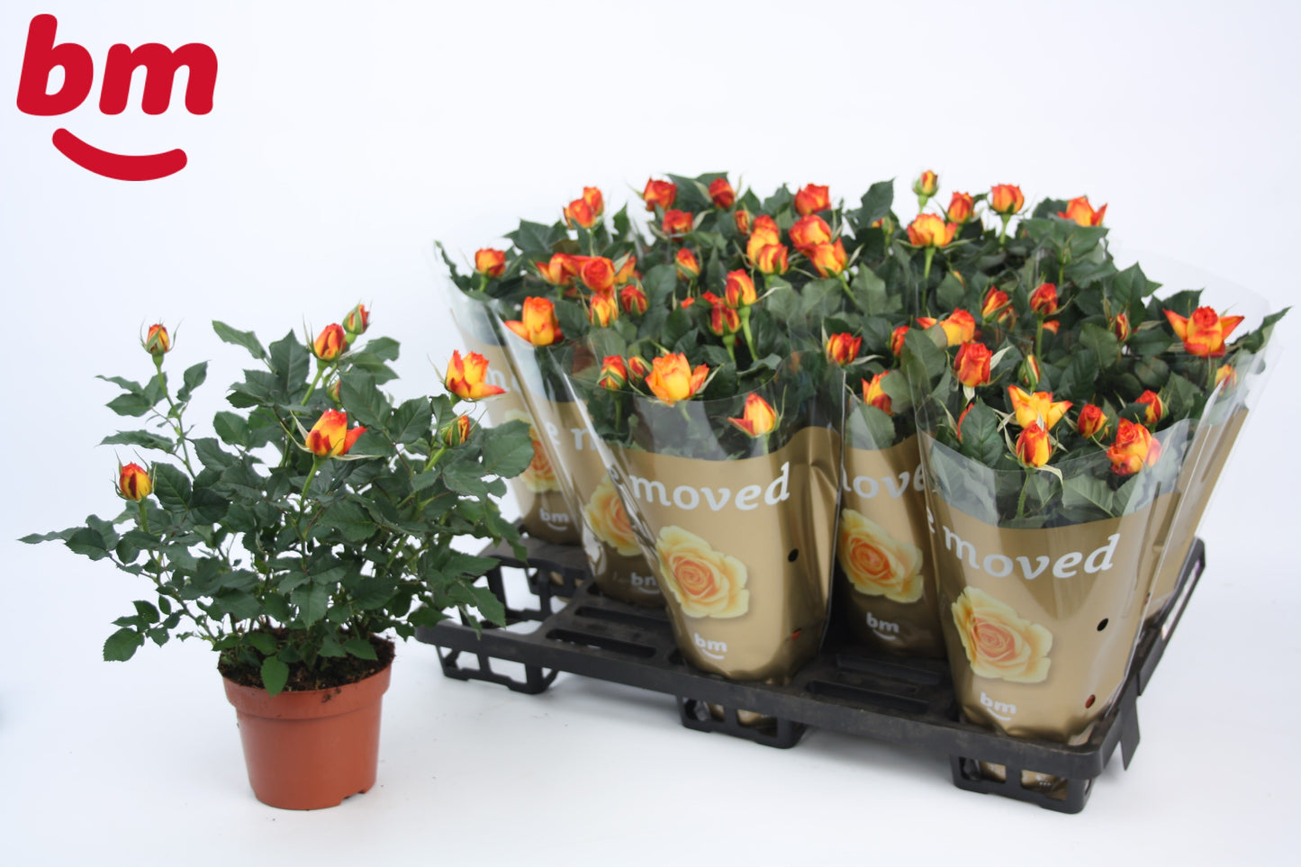 Rosa Beau Monde Estoril 28cm 12cm Pot