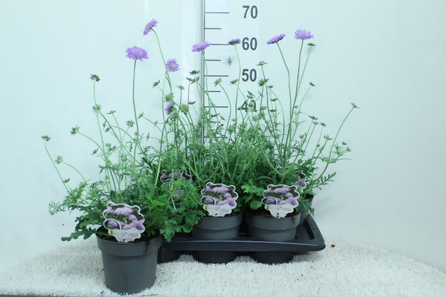 Scabiosa col. Butterfly Blue 65cm 17cm Pot
