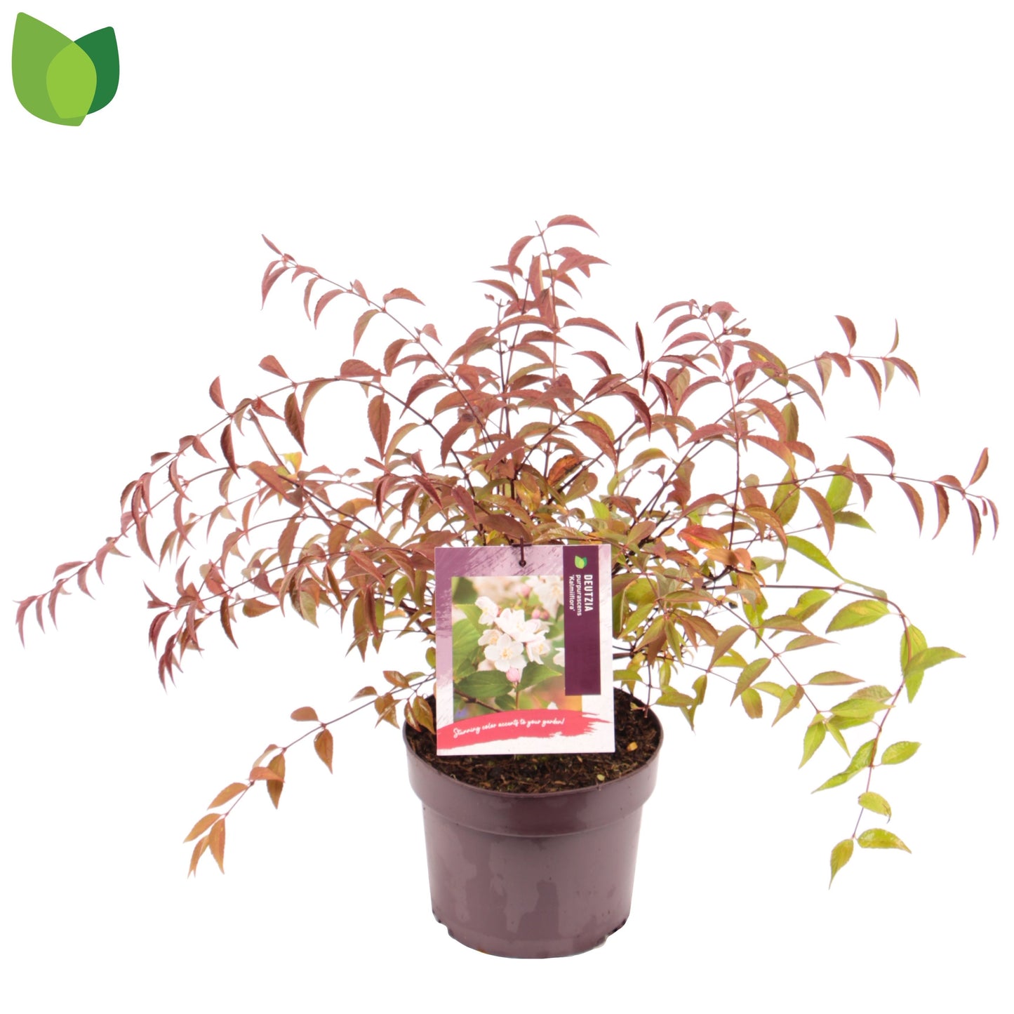 Deutzia pur. Kalmiiflora 55cm 19cm Pot