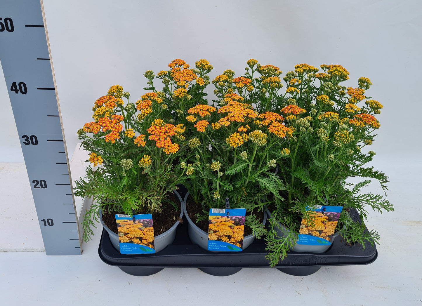 Achillea Milly Rock Yellow 35cm 17cm Pot