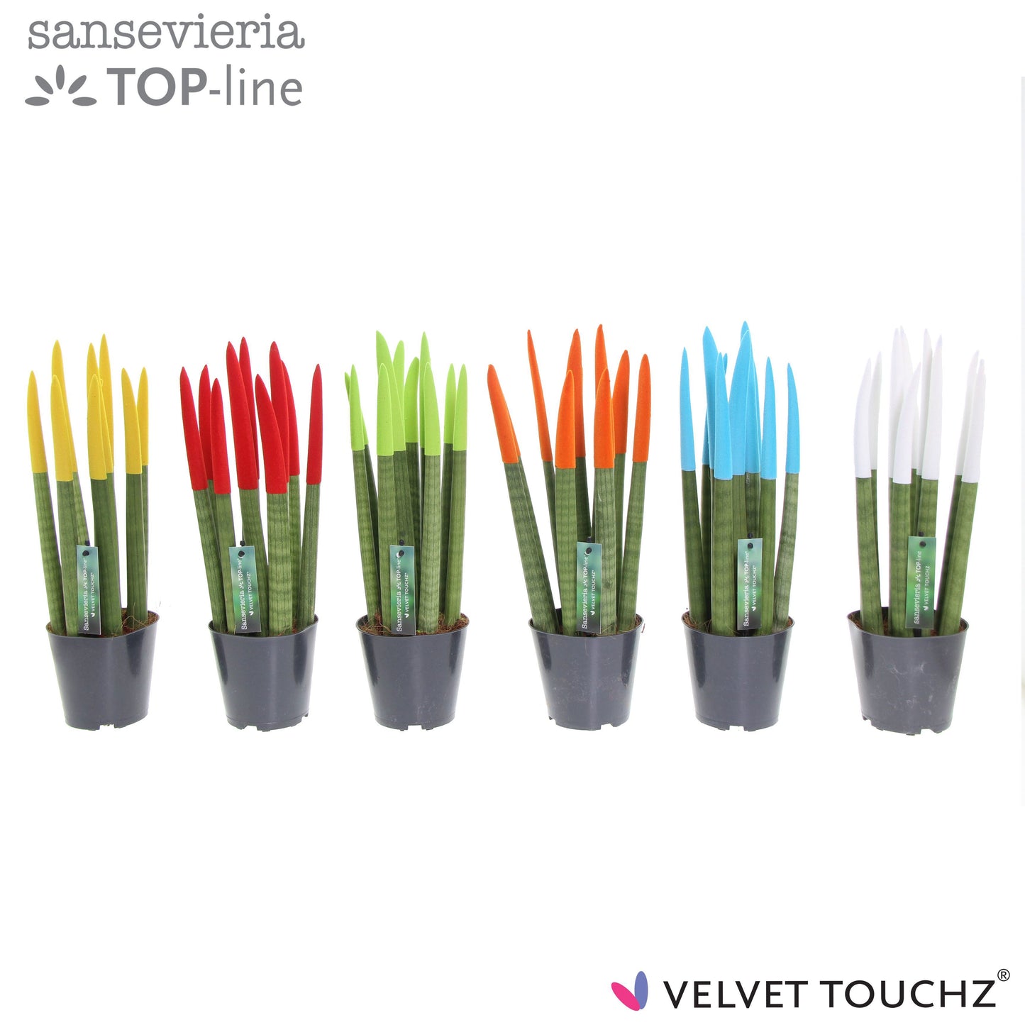 Sansevieria Velvet Touchz mix 40cm 12cm Pot