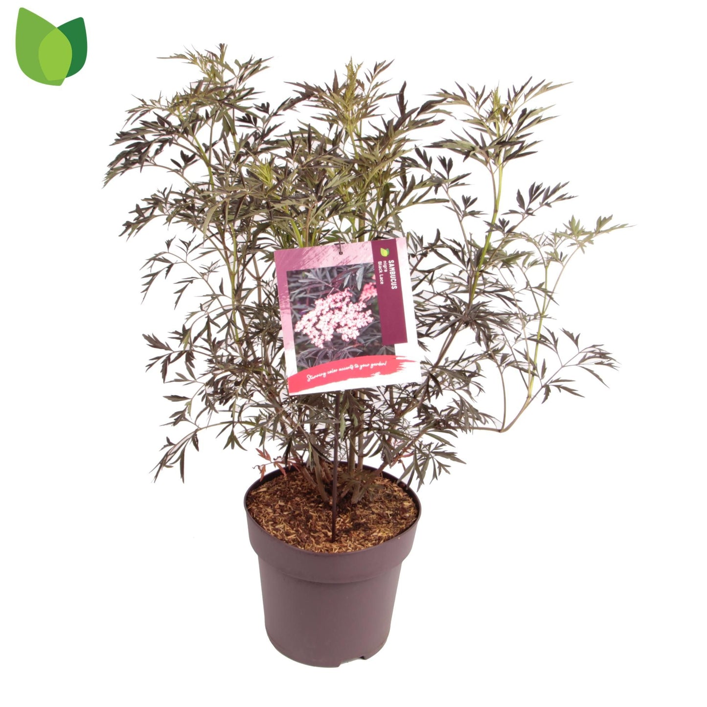 Sambucus nigra Black Lace 75cm 29cm Pot
