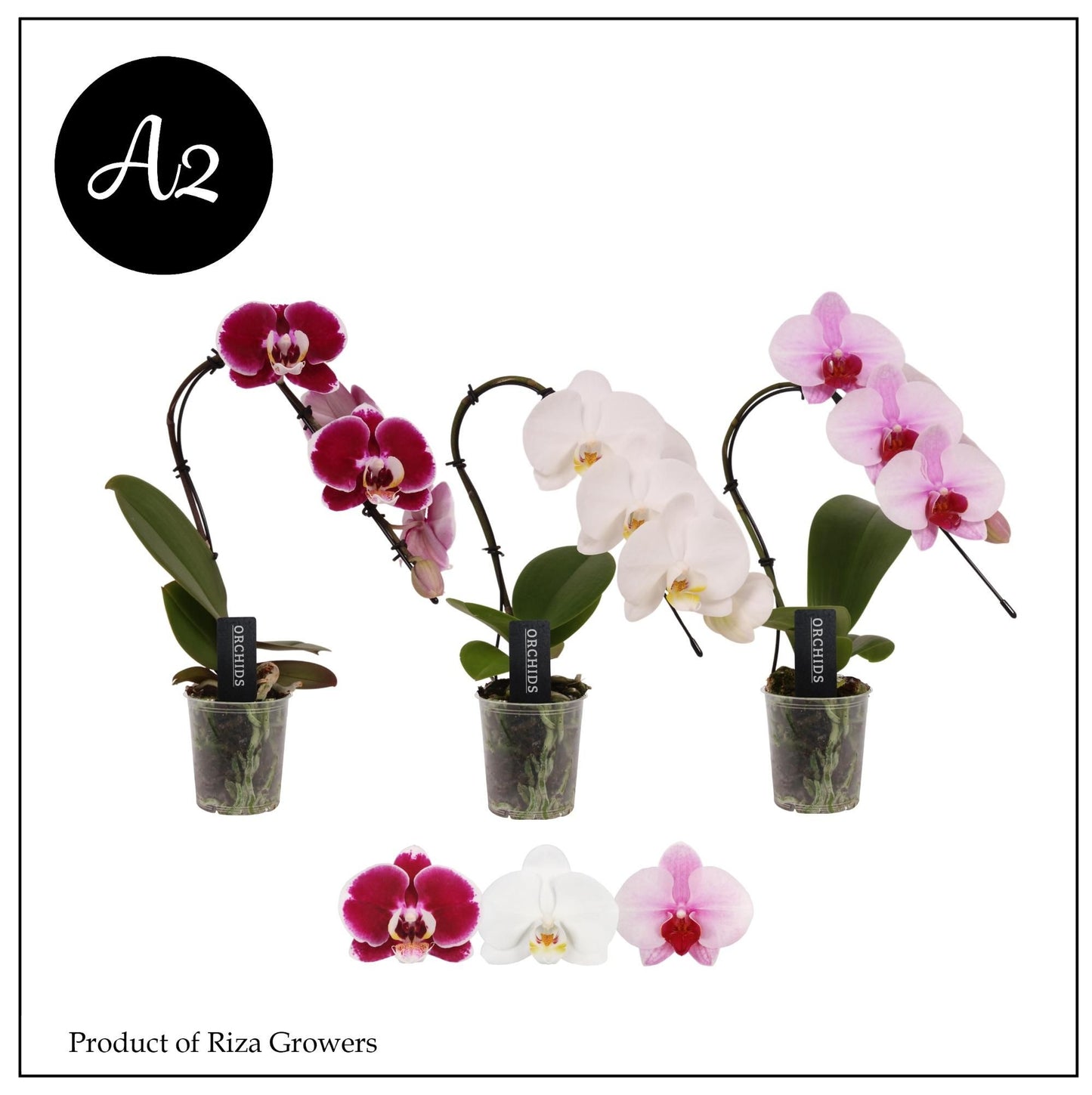 Riza Ter Laak Orchios Phalaenopsis Duetto Swane mix Pack of 10
