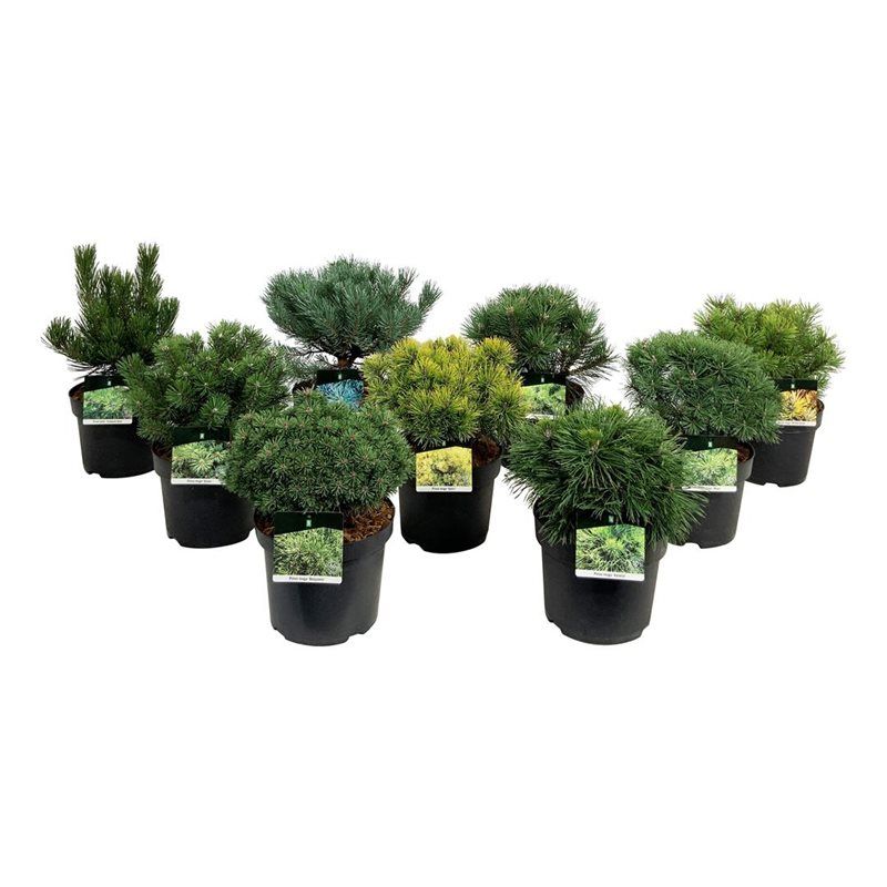 Conifer mix 40cm 26cm Pot