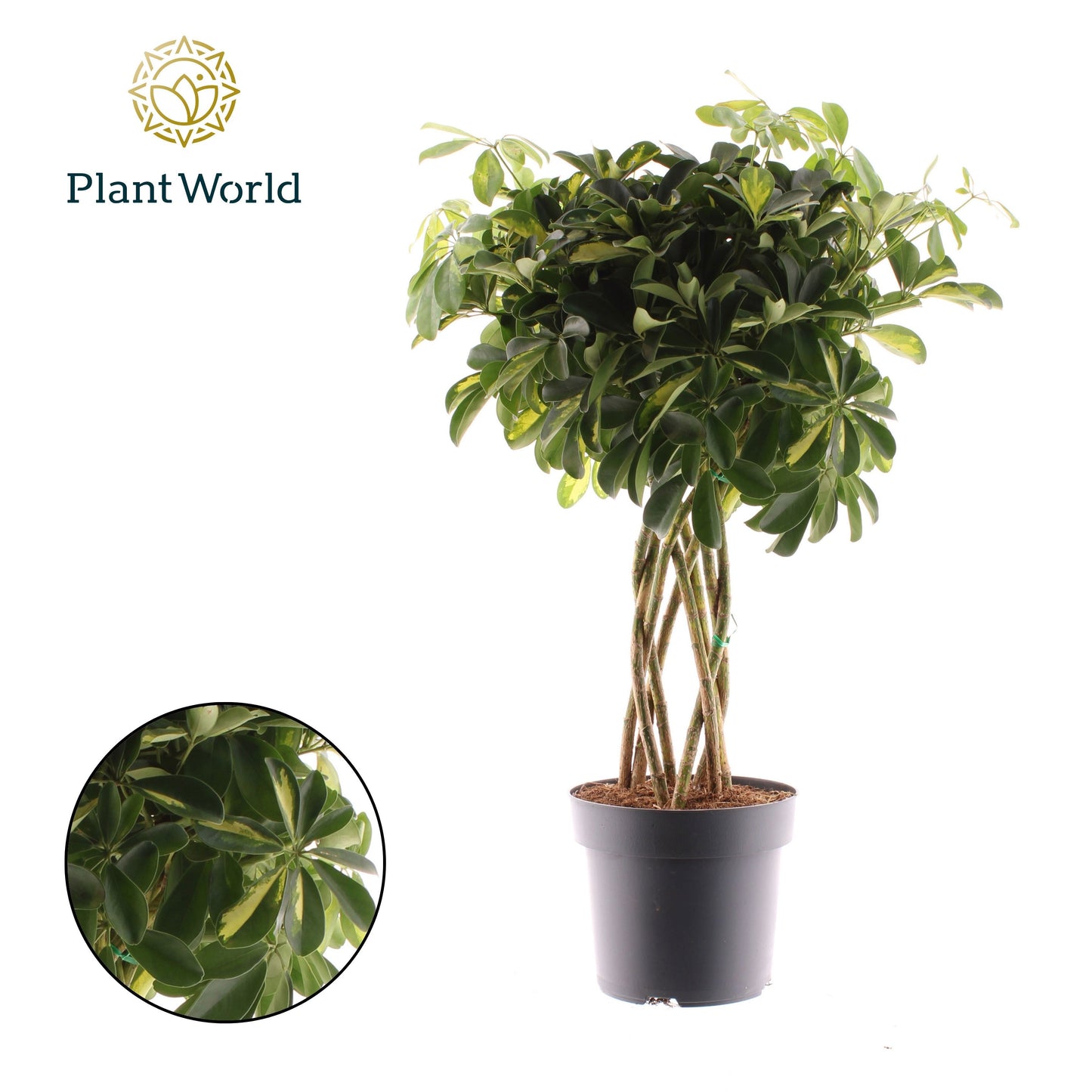 Schefflera Gold Capella cylinder 85cm 24cm Pot