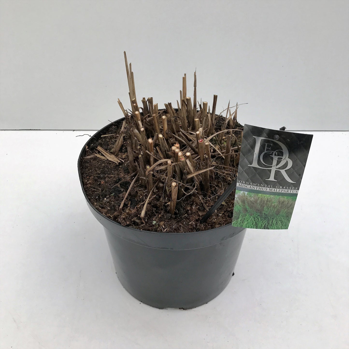 Miscanthus sin. Malepartus 70cm 29cm Pot