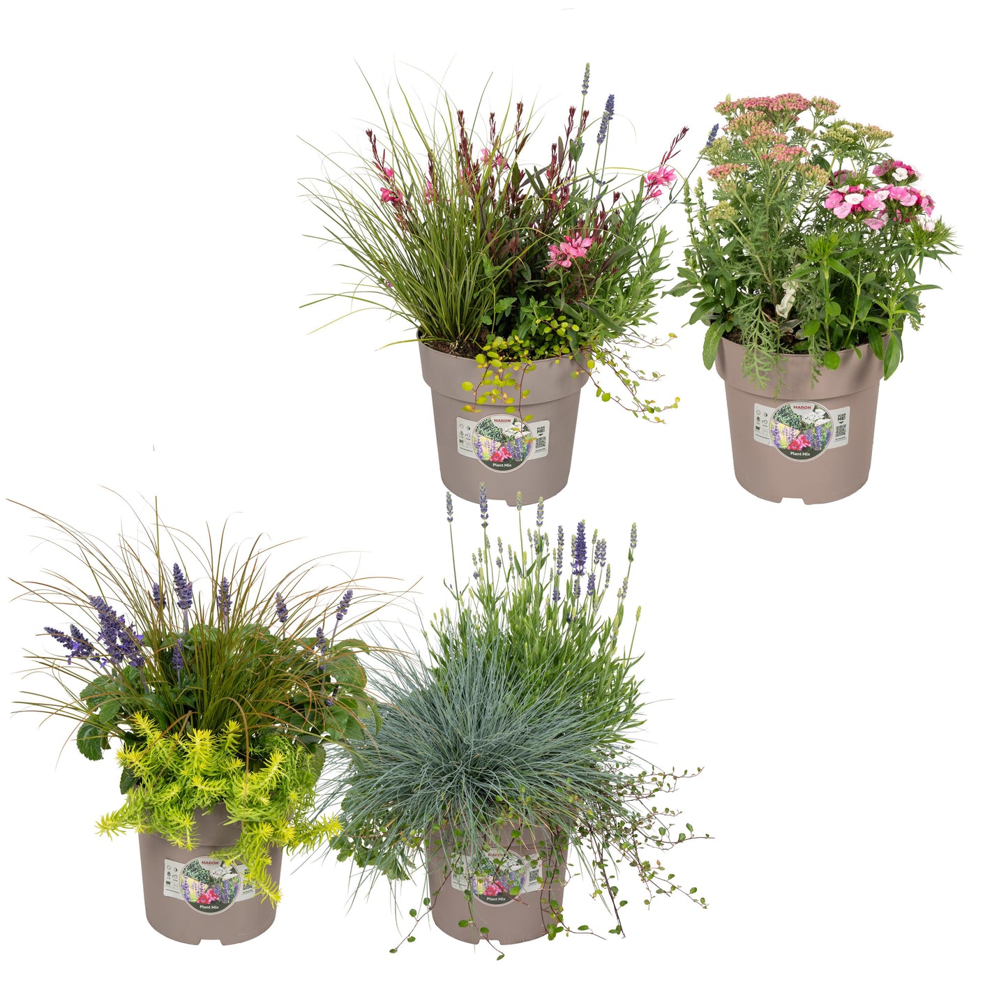 Vaste planten en Perkplanten mix in pot 50cm 23cm Pot