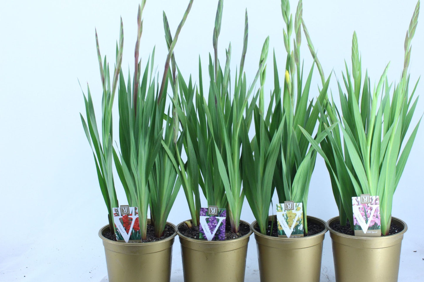Gladiolus Glamini mix 70cm 19cm Pot