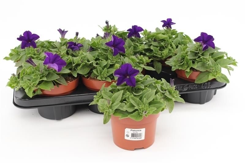 Petunia Dark Blue 25cm 13cm Pot