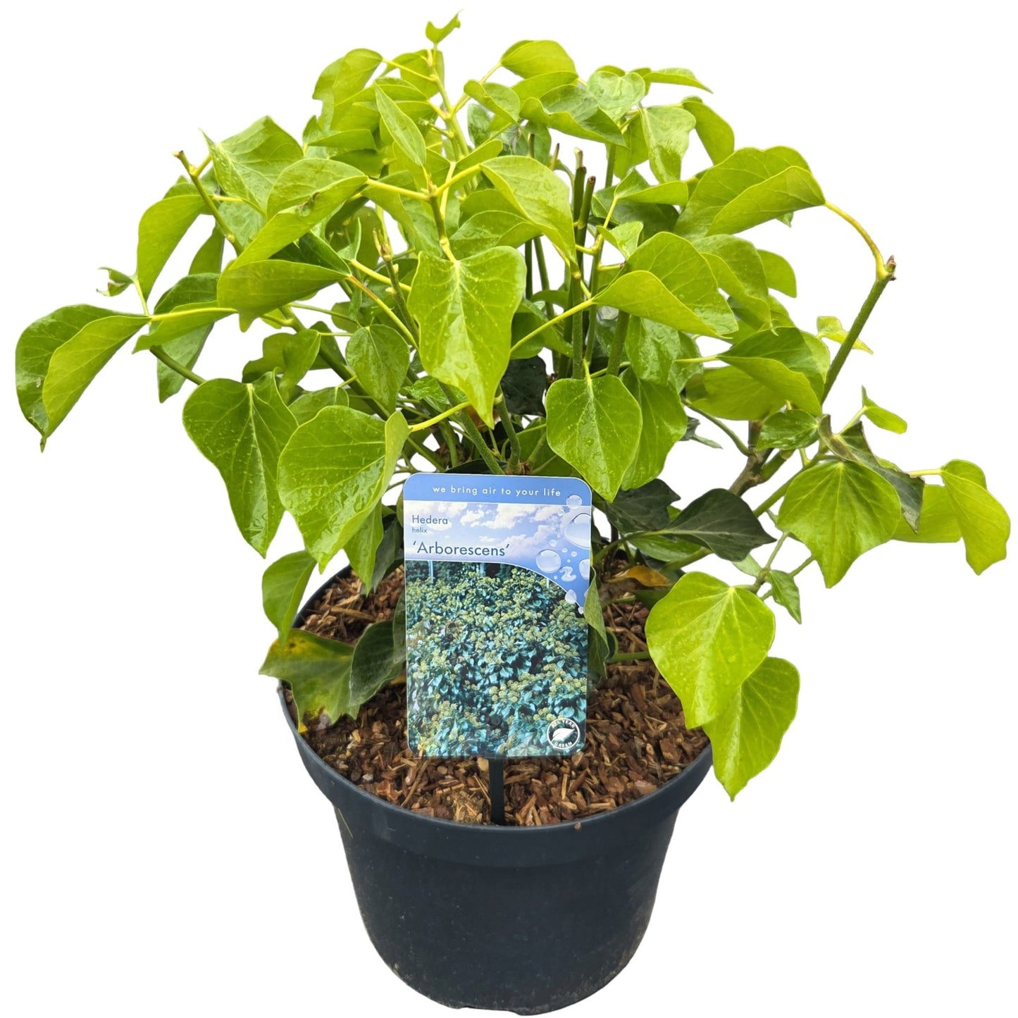 Hedera helix Arborescens 26cm Pot
