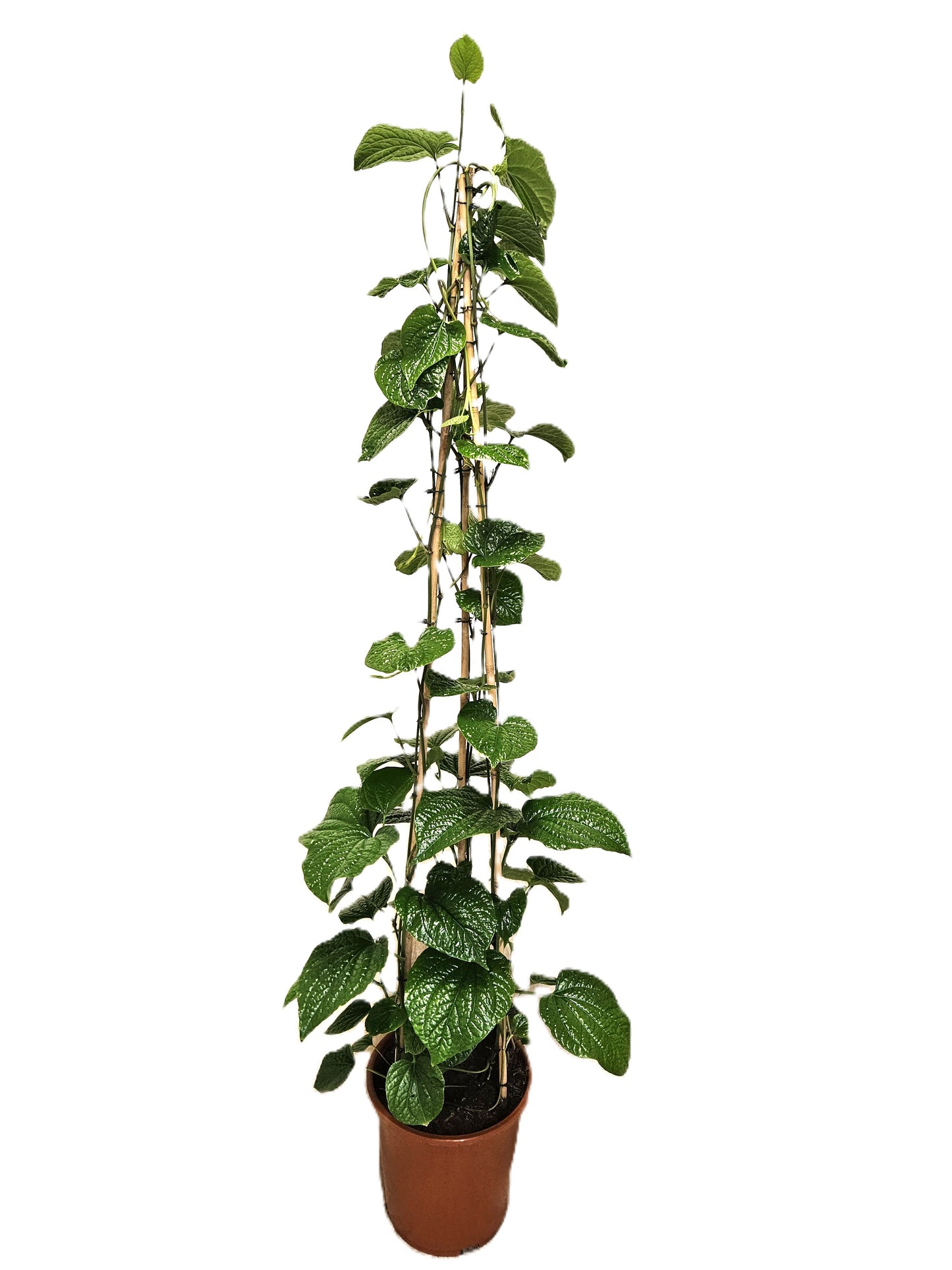 Piper sylvaticum 150cm 27cm Pot
