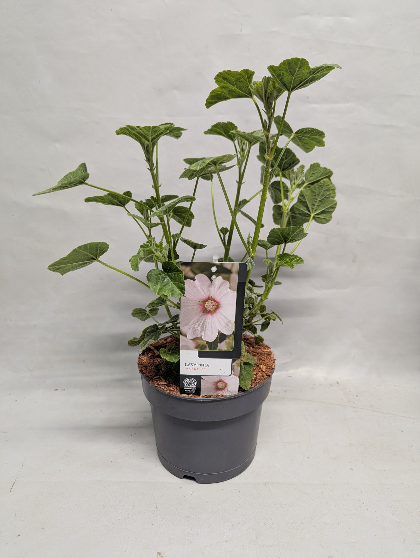 Lavatera Barnsley 50cm 17cm Pot