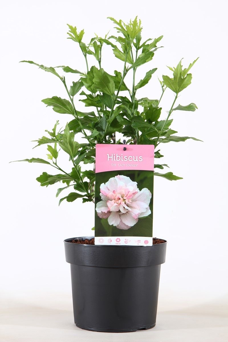 Hibiscus syr. Lady Stanley 55cm 19cm Pot